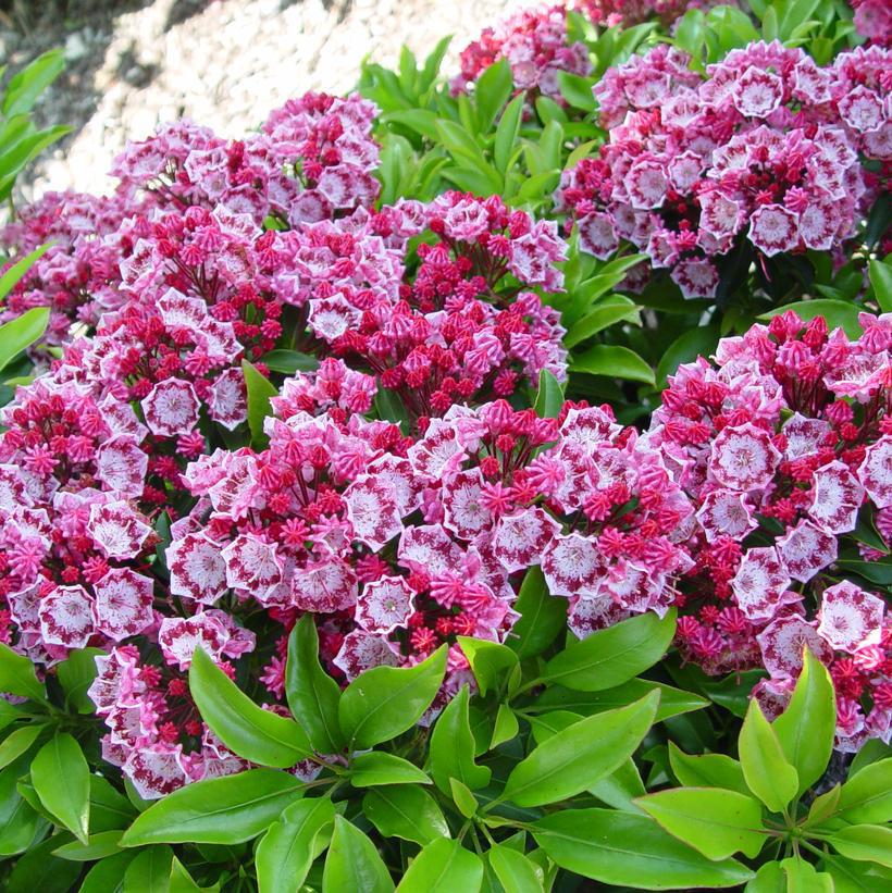 5G Kalmia lat. Yankee Doodle 'Yankee Doodle' Mountain Laurel