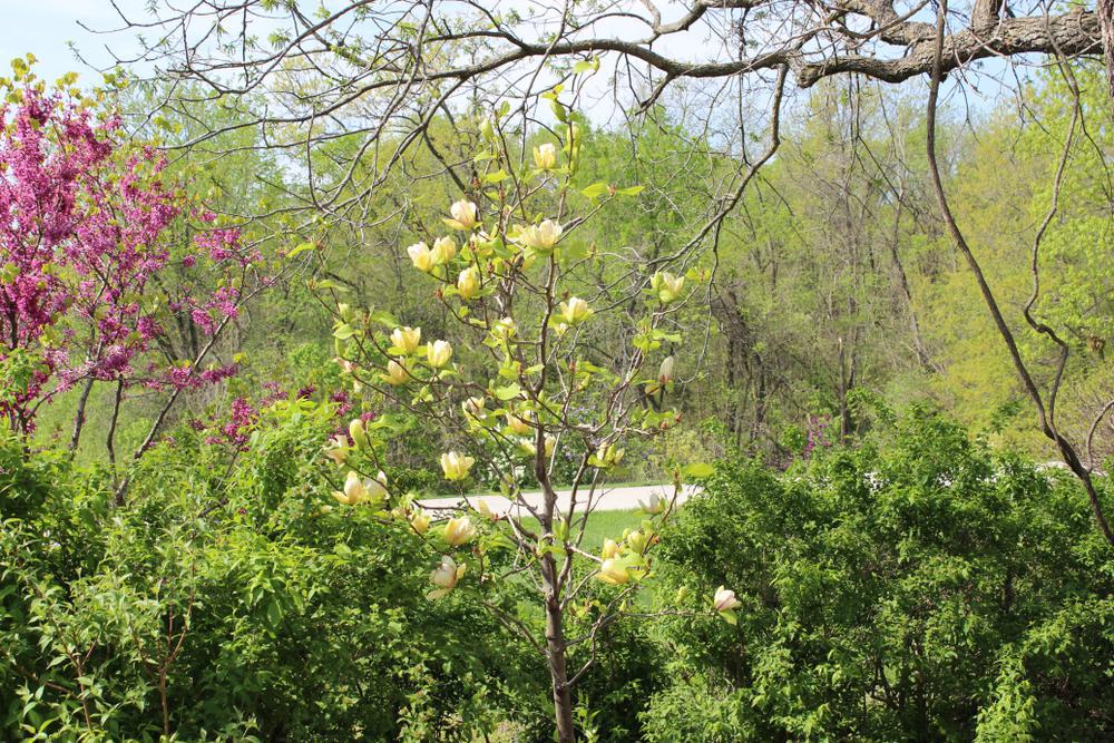 3G Magnolia Liliiflora X Sunsation Sunsation Magnolia 1004929