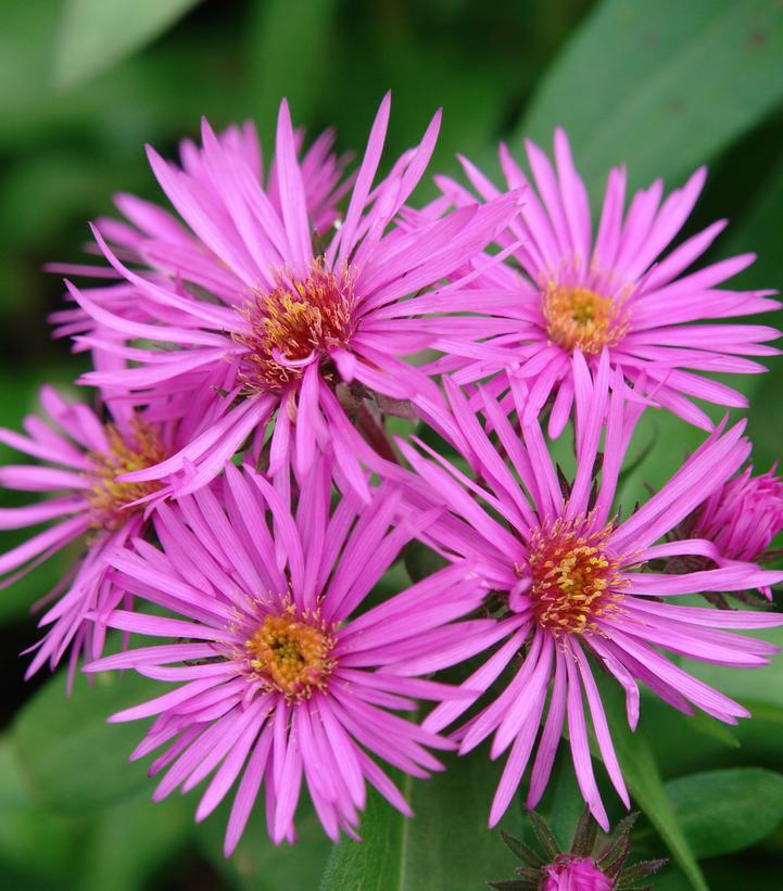 2G Aster novae-angliae 'Vibrant Dome' Vibrant Dome New England Aster: Patent PP19,538 1007265