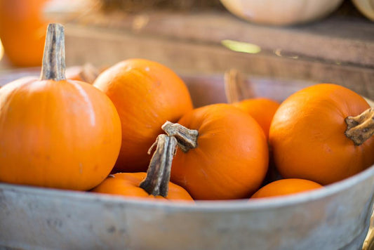 Pumpkin Ironside (Wee B Little) Gourd