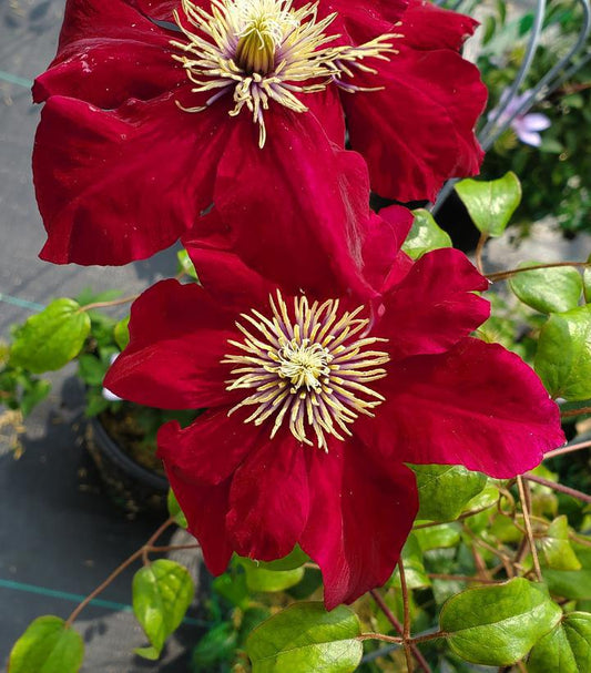 8" Clematis 'Charmaine' Charmaine Vine 1012209