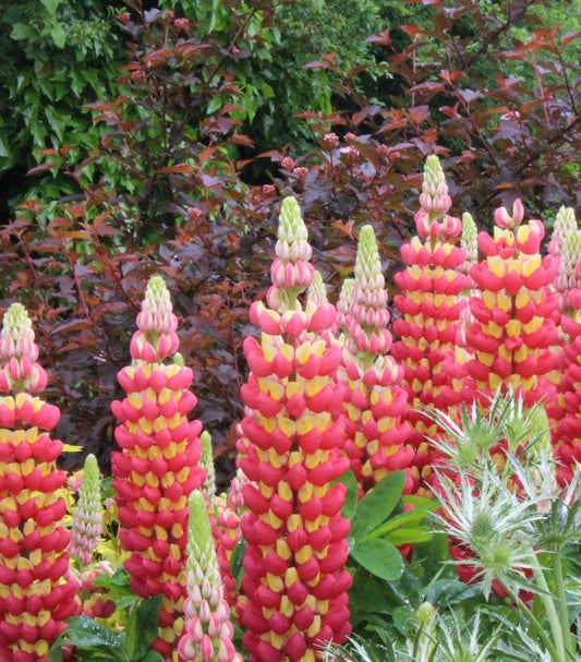 8" Lupinus polyphyllus West Country™ 'Tequila Flame' West Country™ 'Tequila Flame' Lupine 1015088