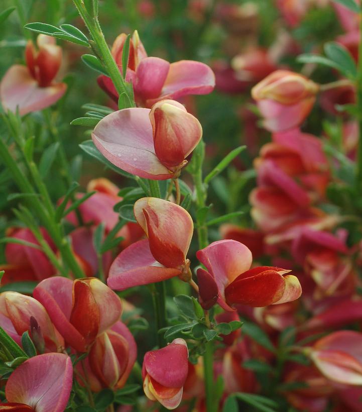 3G Cytisus Scoparius 'BurkwoodII' Burkwood Scotch Broom 1001356