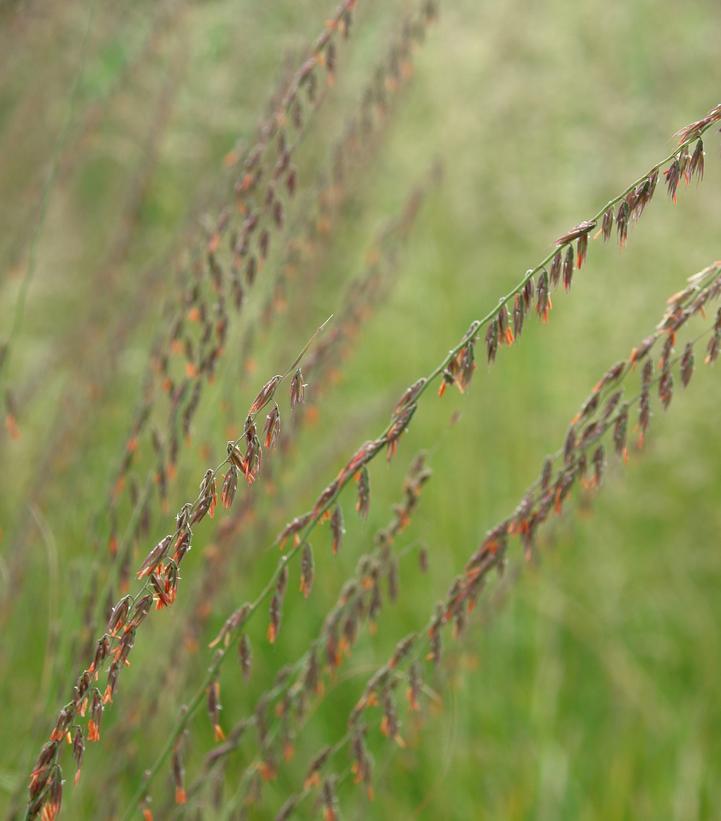 2G Bouteloua curtipendula Side Oats Gramma 1010770