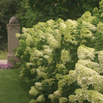 10G Hydrangea Pan Limelight Treeform Panicled ('SMNHPH')1004255