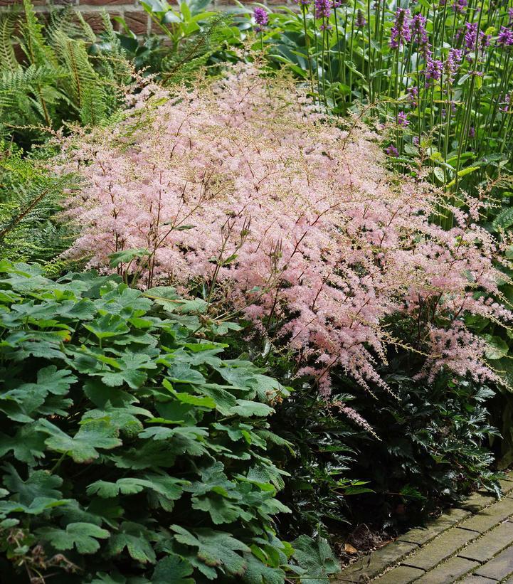 1G Astilbe Simplicifolia 'Hennie Graafland' - 1000850