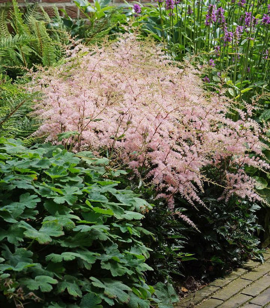 1G Astilbe Simplicifolia 'Hennie Graafland' - 1000850