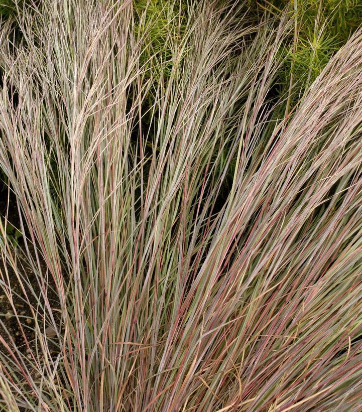 2G Schizachyrium scoparium 'Prairie Blues' Prairie Blues Little Bluestem Grass 1004942