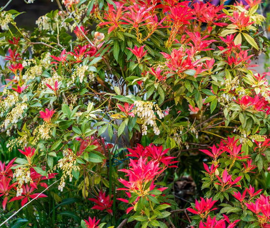 2G Pieris Japonica 'Mountain Fire' Mountain Fire Andromeda (Japanese Andromeda) 1001167