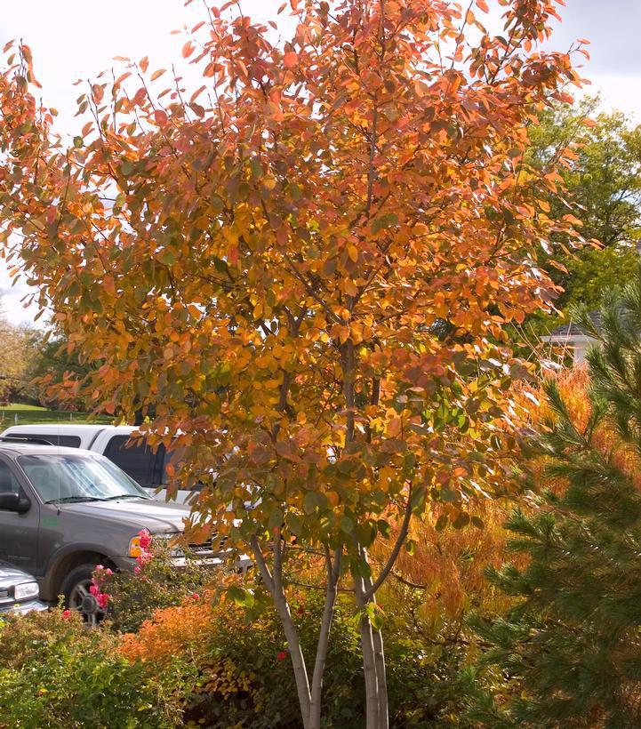 3G Amelanchier X 'Autumn Brilliance' Autumn Brilliance Shadblow Serviceberry 1007418