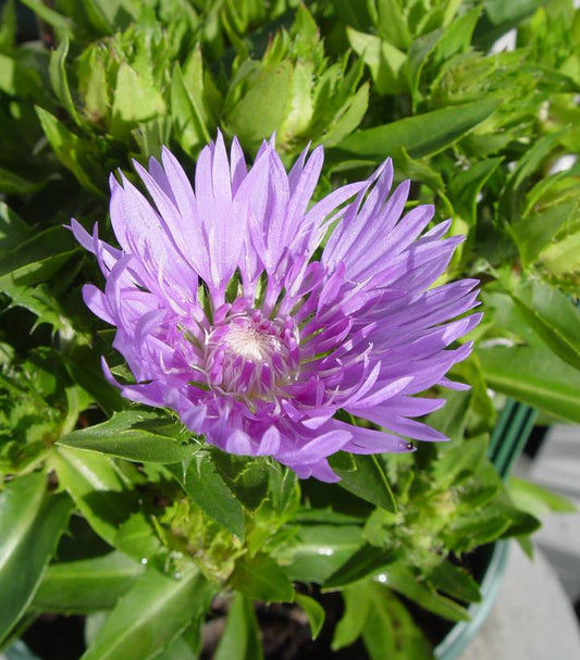 8" Stokesia laevis 'Mel's Blue' Mel's Blue Stoke's Aster: Patent PP23,090 1010917 (Stokes Aster)