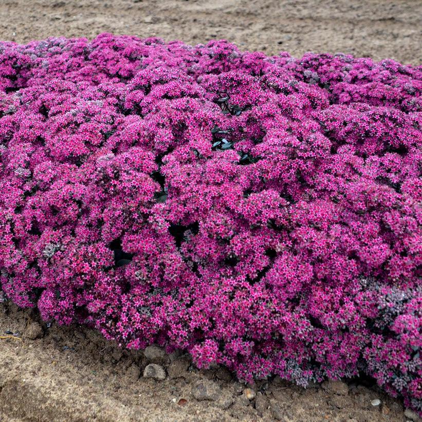 1G Sedum hybrid Rock 'N Grow® 'Superstar' Rock 'N Grow® Superstar Stonecrop: Patent PPAF 1009798