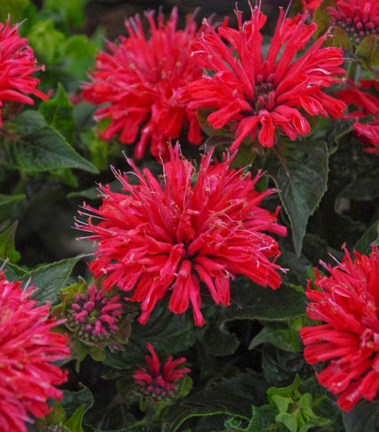 1G Monarda didyma 'Pardon My Cerise' Pardon My Cerise Bee Balm: Patent PPAF 1008694