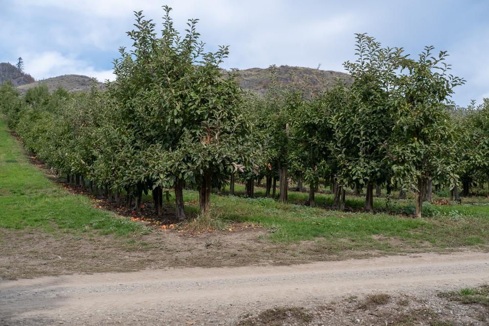 5G Malus X 'Honeycrisp' Honeycrisp Apple 1004712