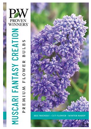 Netherland Bulb - Muscari Fantasy Creation 8/9cm - 6504270603