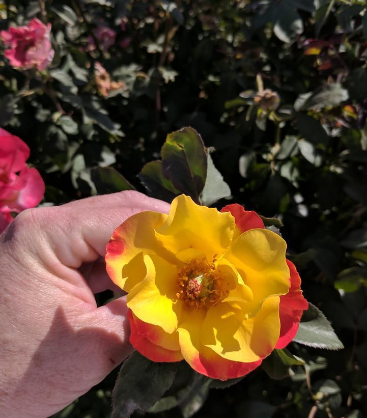 2G Rosa 'Sunset Horizon' Sunset Horizon Rose 1014570