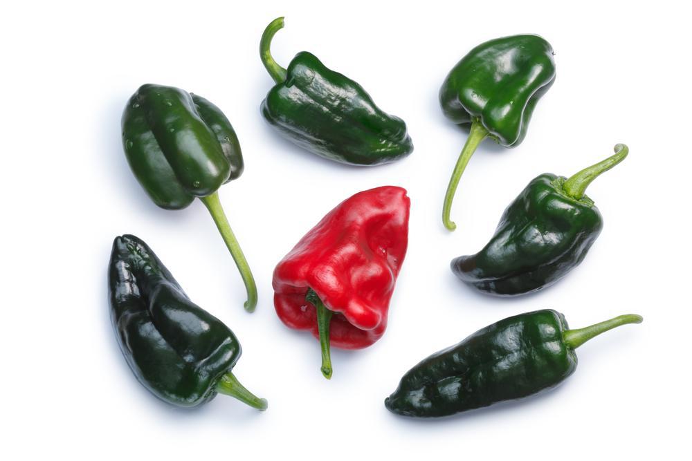 1G Pepper 'Ancho Poblano' Ancho Poblano Hot Pepper 1004970