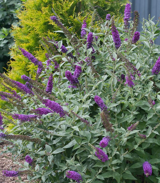 2G BUDDLEIA X `MISS VIOLET` Miss Violet Butterfly Bush: Patent PPAF 1006740