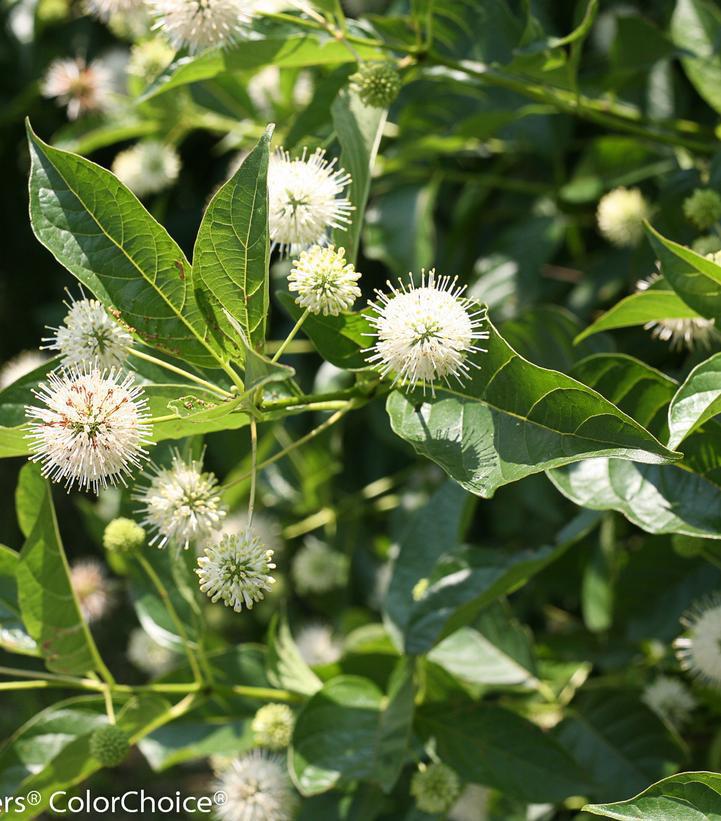 Cephalanthus occidentalis 'Sugar Shack' Sugar Shack® Buttonbush: Patent PPAF#3 Buttonbush