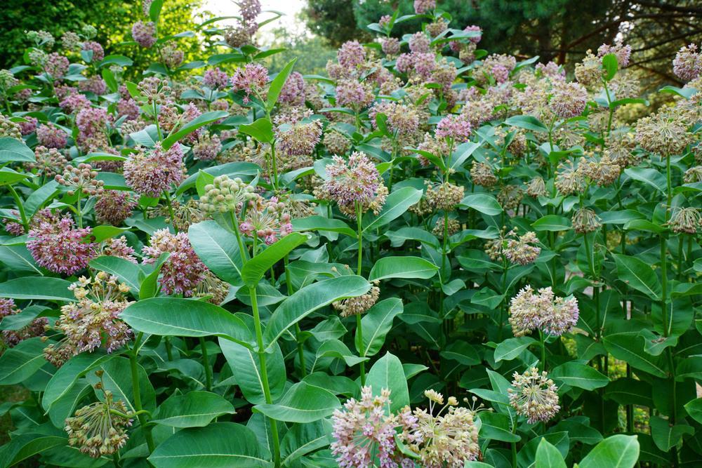 1G Asclepias syriaca Common Milkweed 1009510