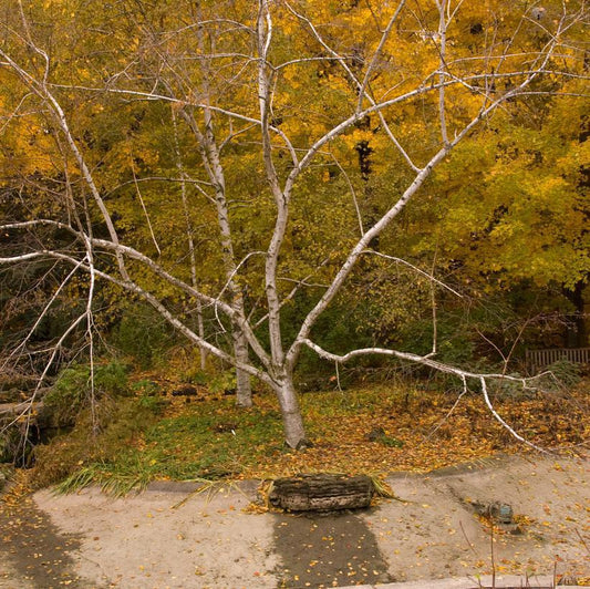 3G BETULA PAPYRIFERA - CLUMP Paper Birch 1010469