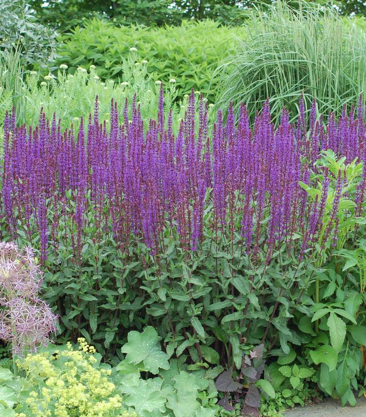 2G Salvia nemorosa 'Caradonna' Caradonna Meadow Sage 1002770