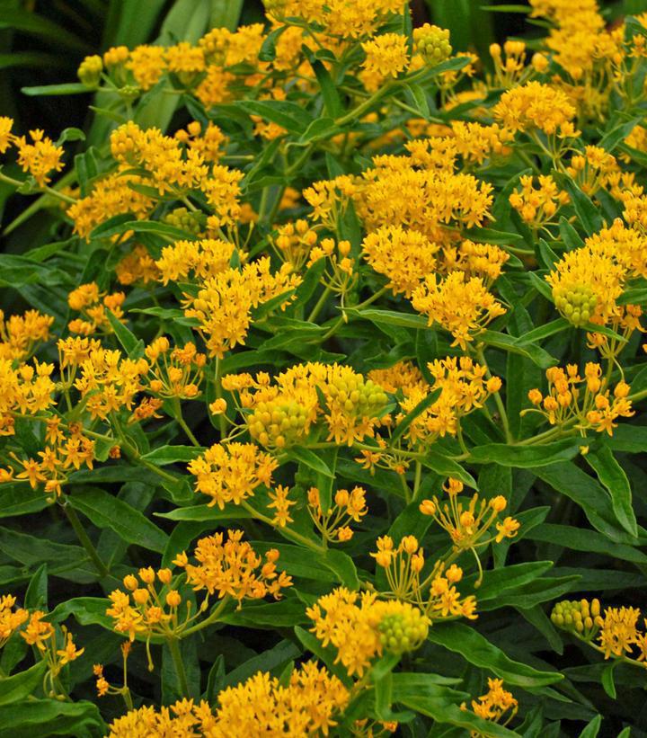 1G ASCLEPIAS TUBEROSA `HELLO YELLOW` (Butterfly Milkweed) AB 1008606