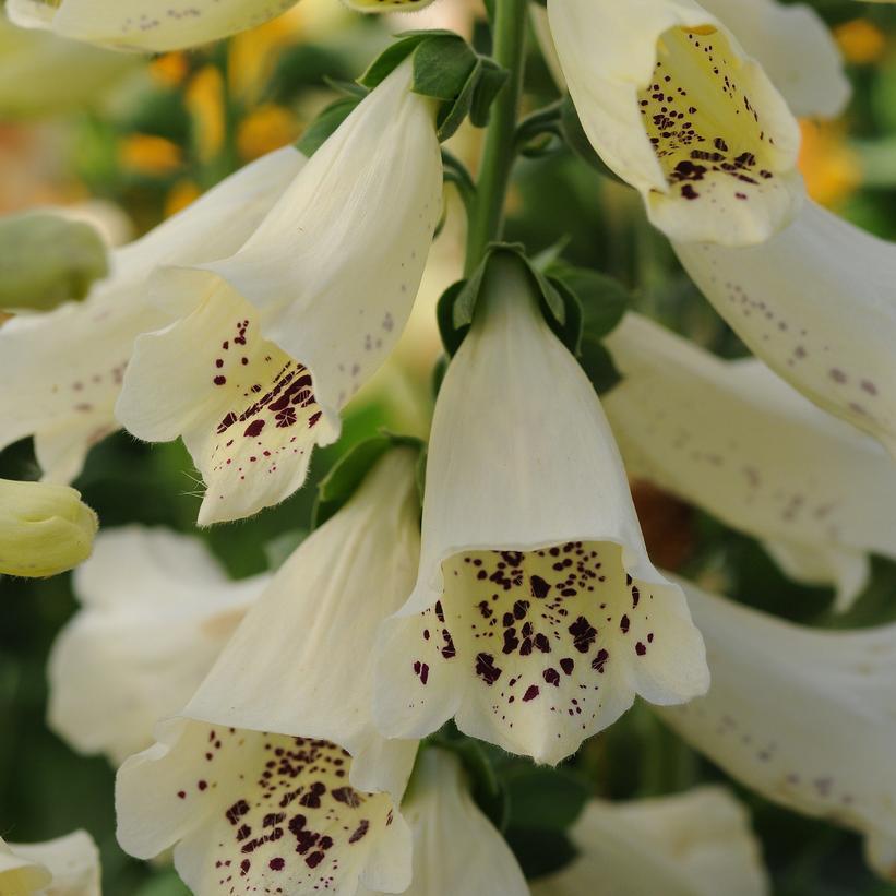 8" Digitalis purpurea 'Dalmation Crème' Dalmation Creme Foxglove 1010861