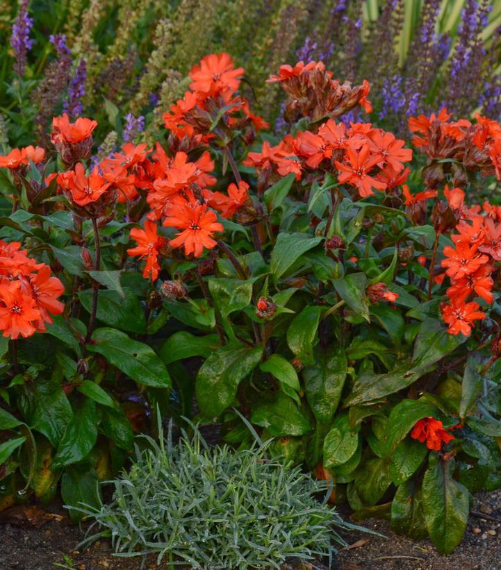 1G Lychnis arkwrightii 'Orange Gnome' Orange Gnome Arkwright's Campion 1012249