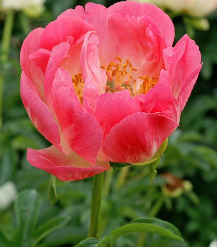 3G Paeonia latifolia 'Coral Sunset' Coral Sunset Peony 1011908