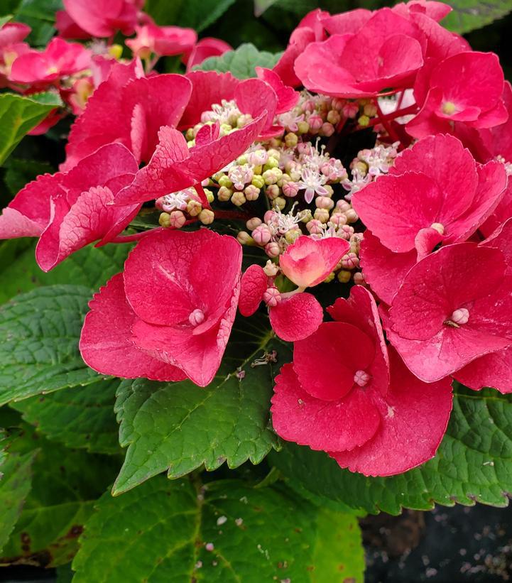 3G Hydrangea mac. Cherry Explosion™ ('McKay') Cherry Explosion™ Bigleaf Hydrangea: Patent PP28,757 1012267