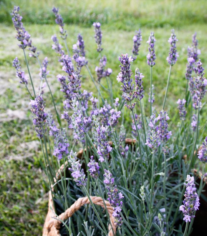 1G Lavandula x intermedia Sensational!™ Sensational!™ Lavender: Patent PP31,786  1013137