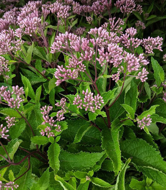 2G Eupatorium dubium 'Baby Joe' Baby Joe Pye Weed: Patent PP20,320 1007700