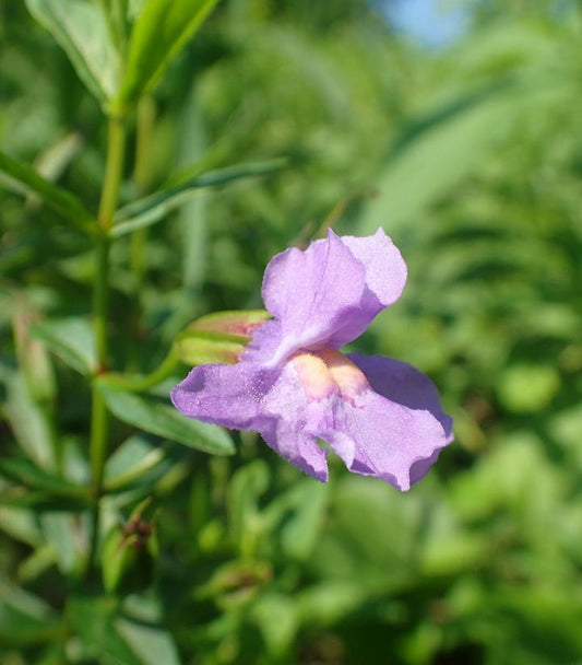 1G Mimulus Ringens - Allegheny Monkeyflower - 1014973