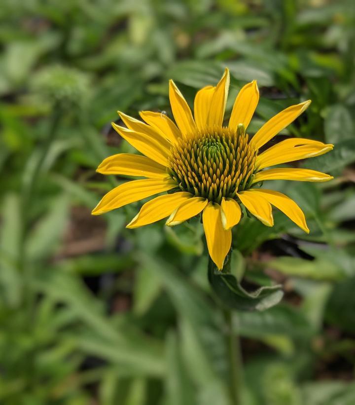 1G Echinacea 'Eye-catcher Canary' Canary Coneflower: Patent PPAF 1011649