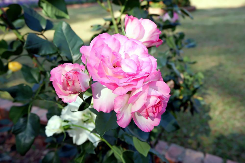 3G Rosa x 'Reminiscent Pink' ('BOZFRA021') Reminiscent® Pink Rose: Patent PP34,945 1014996