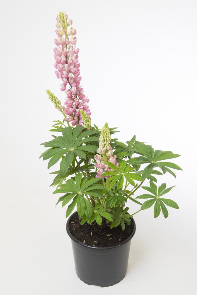 2G Lupinus p. lupini 'Pink Shades' Pink Shades Lupine