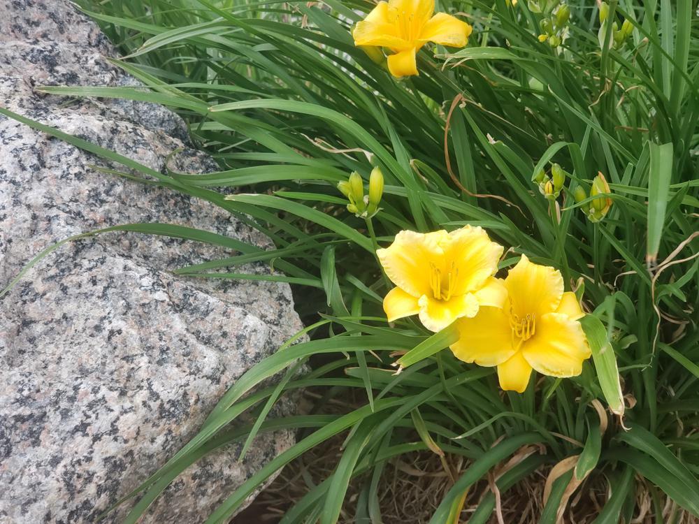 1G Hemerocallis 'Happy Returns' Happy Returns Daylily 1000372