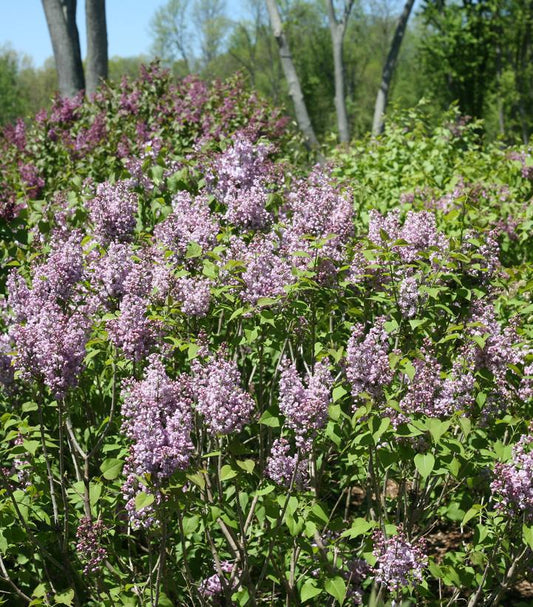 3G Syringa x hyd. Scentara® Double Blue Double Blue Lilac: Patent PP29,801