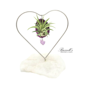Desk Heart w/ Air Plant - FP0077