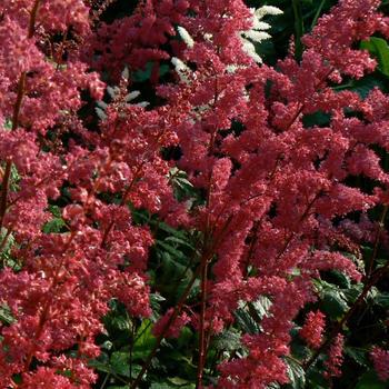 2G Astilbe arendsii 'Fanal 'Fanal Astilbe (False Spiraea) 1000902