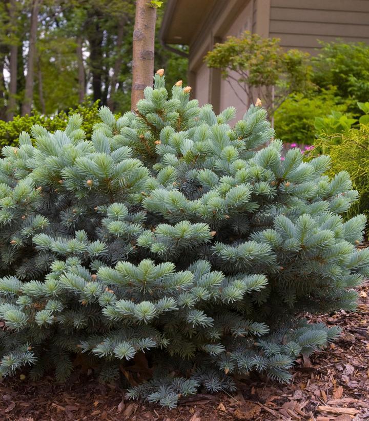10G Picea pungens glauca 'Globosa' Globe Blue Spruce