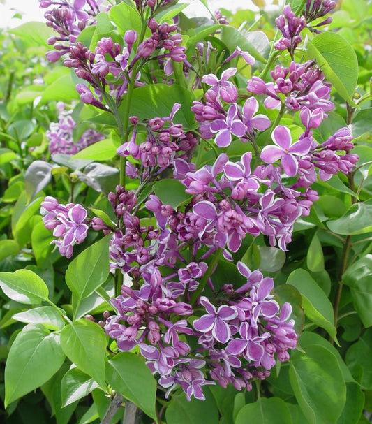 3G Syringa vulgaris 'Sensation' Sensation Lilac