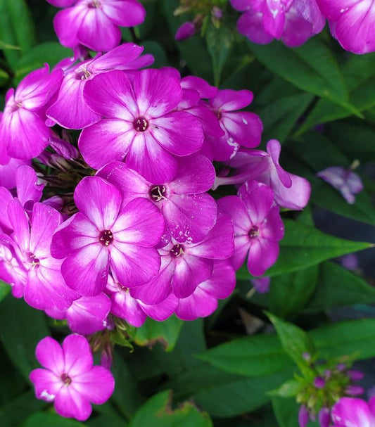 1G Phlox Volcano® 'Purple with White Eye' Volcano® Purple with White Eye Phlox