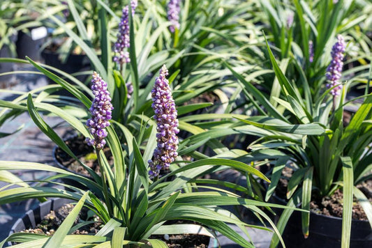 1G Liriope muscari 'Royal Purple' Royal Purple Lily Turf 1004171