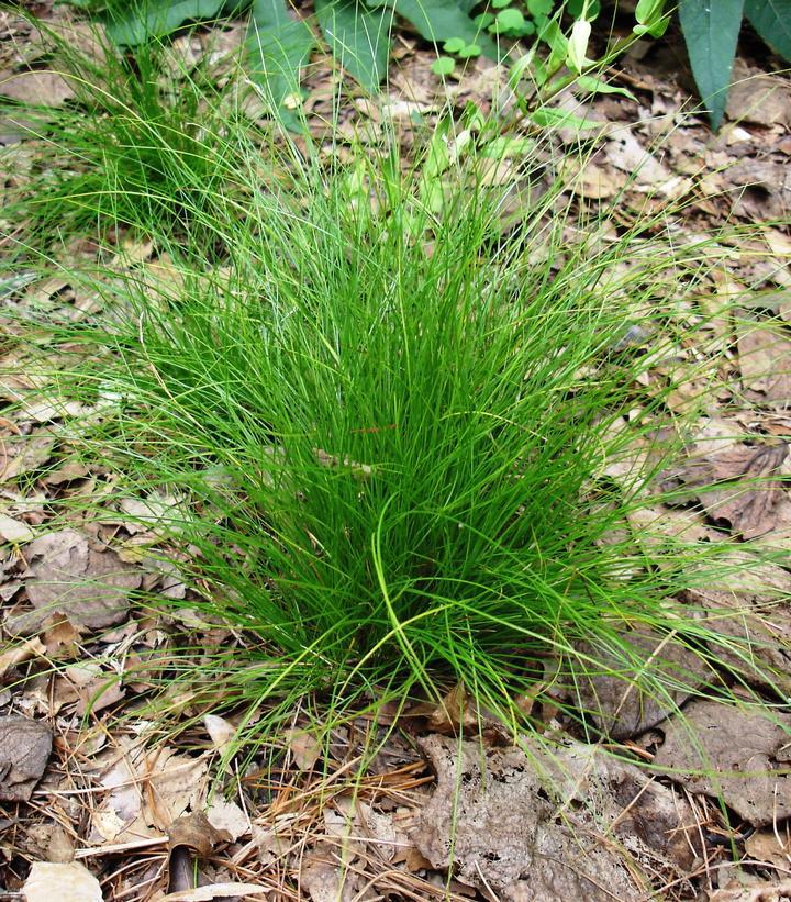 1G CAREX EBURNEA Bristleleaf Sedge 1013085