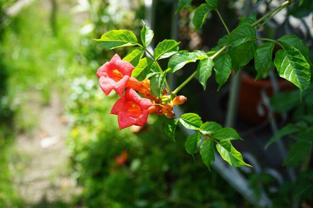 2G Campsis x tagliabuana 'Madame Galen' Madame Galen Trumpet Vine 1014014