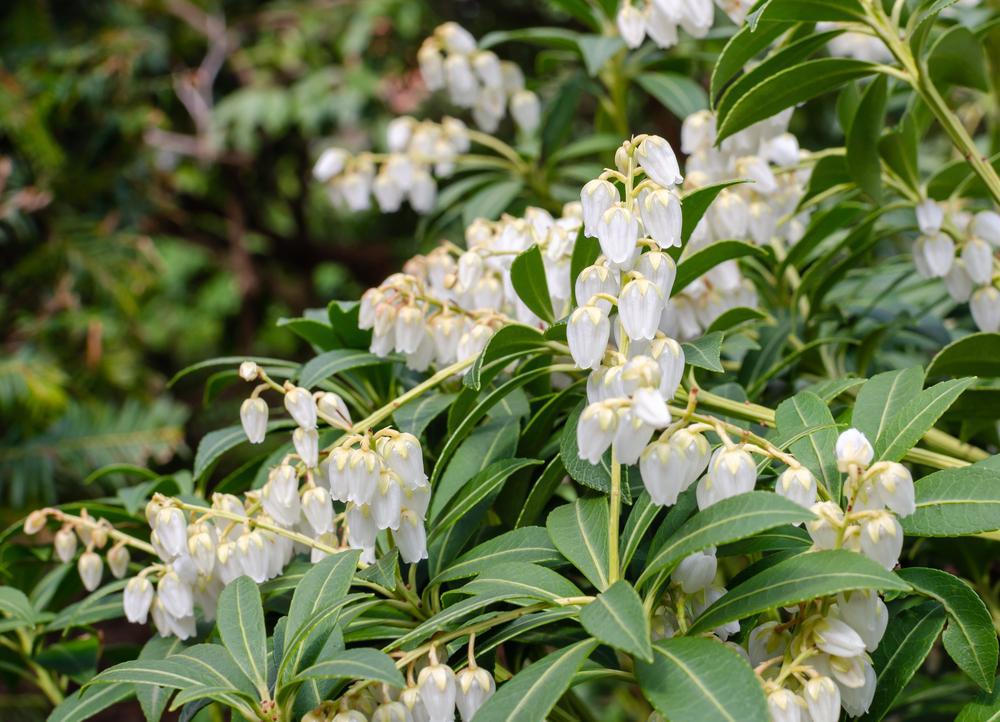 3G Pieris japonica 'Purity' Purity Japanese Andromeda 1012949