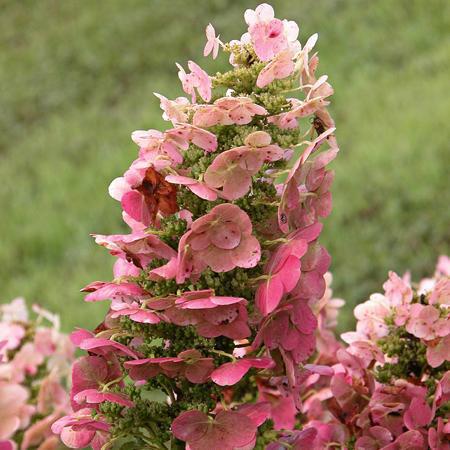 3G Hydrangea quercifolia 'Ruby Slippers' Ruby Slippers Oakleaf Hydrangea 1008325