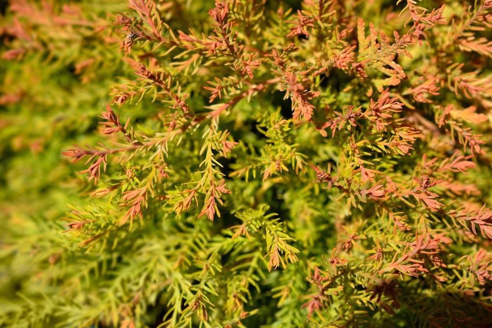 3G Thuja occidentalis 'Fire Chief' ('Congabe') Fire Chief™ Globe Arborvitae: Patent PP19,009 1008513